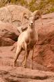 Desert Bighorn Sheep-6001.jpg